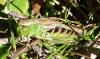 Pseudochorthippus parallelus